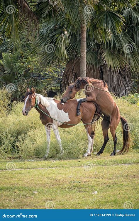 horse mating|Understanding Horse Mating With Detailed Pictures